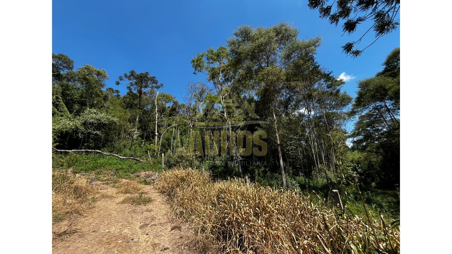 Sítio em Agronômica - Imagem 6