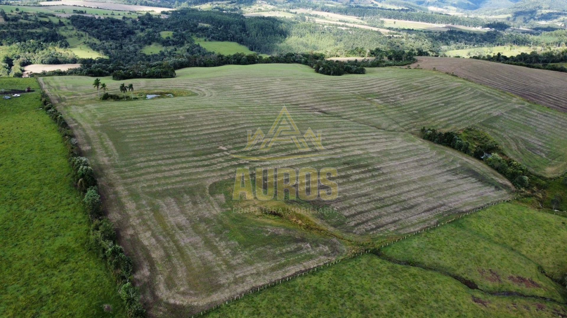  Fazenda em Papanduva/SC – 130 Hectares de Potencial e Produtividade!  - Foto 5