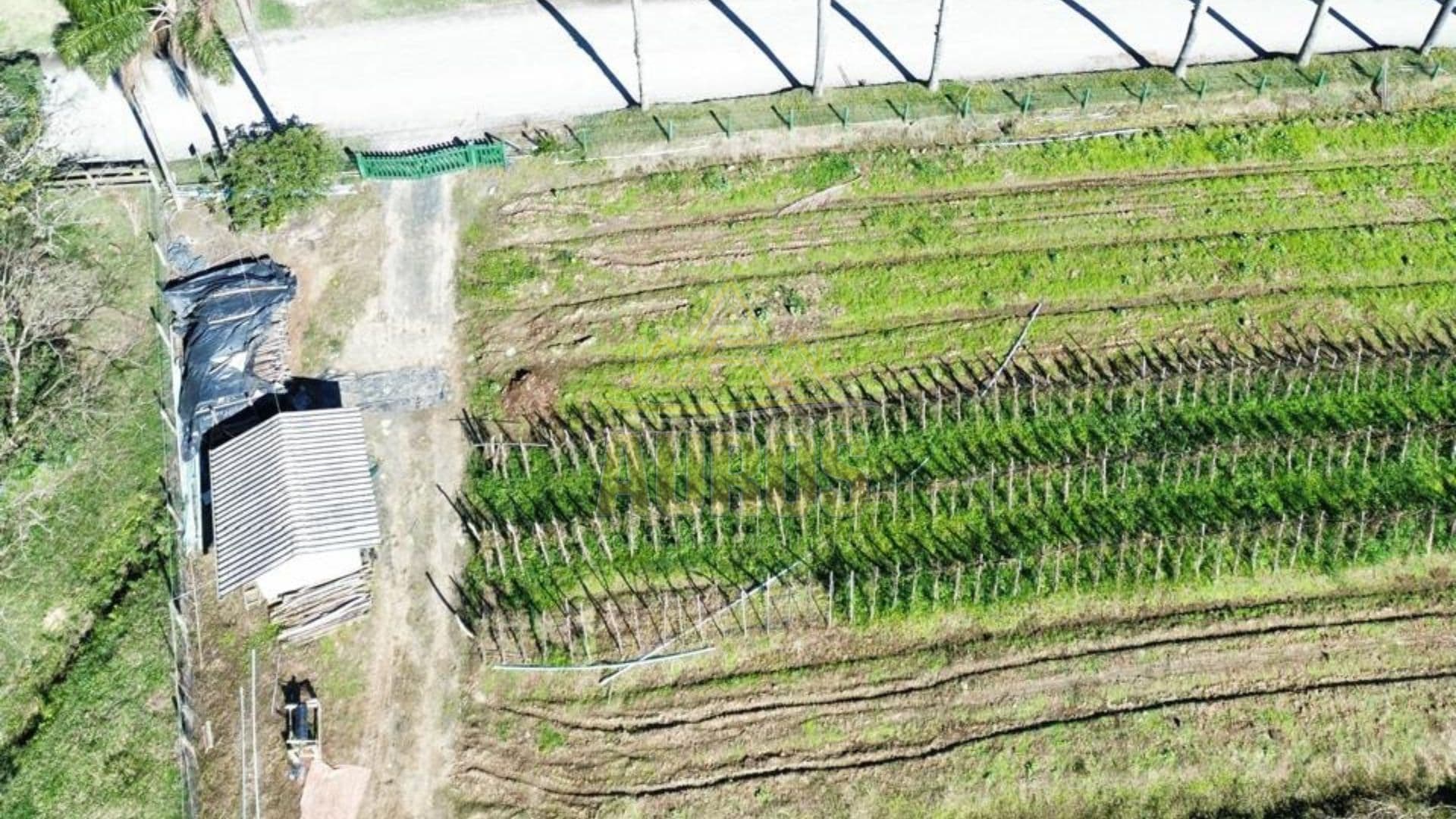 Sítio à venda na Albertina em Rio do Sul com casa pronta, lagoa e pomar - Foto 2
