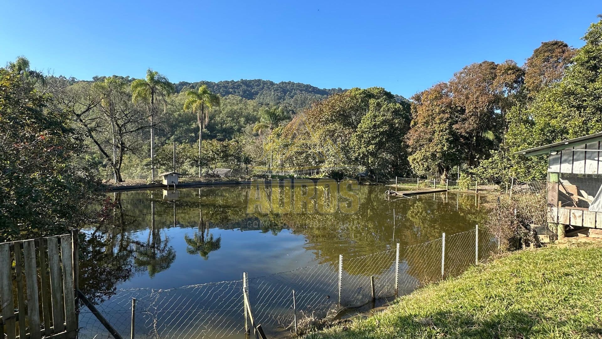 Sítio à venda na Albertina em Rio do Sul com casa pronta, lagoa e pomar - Foto 3