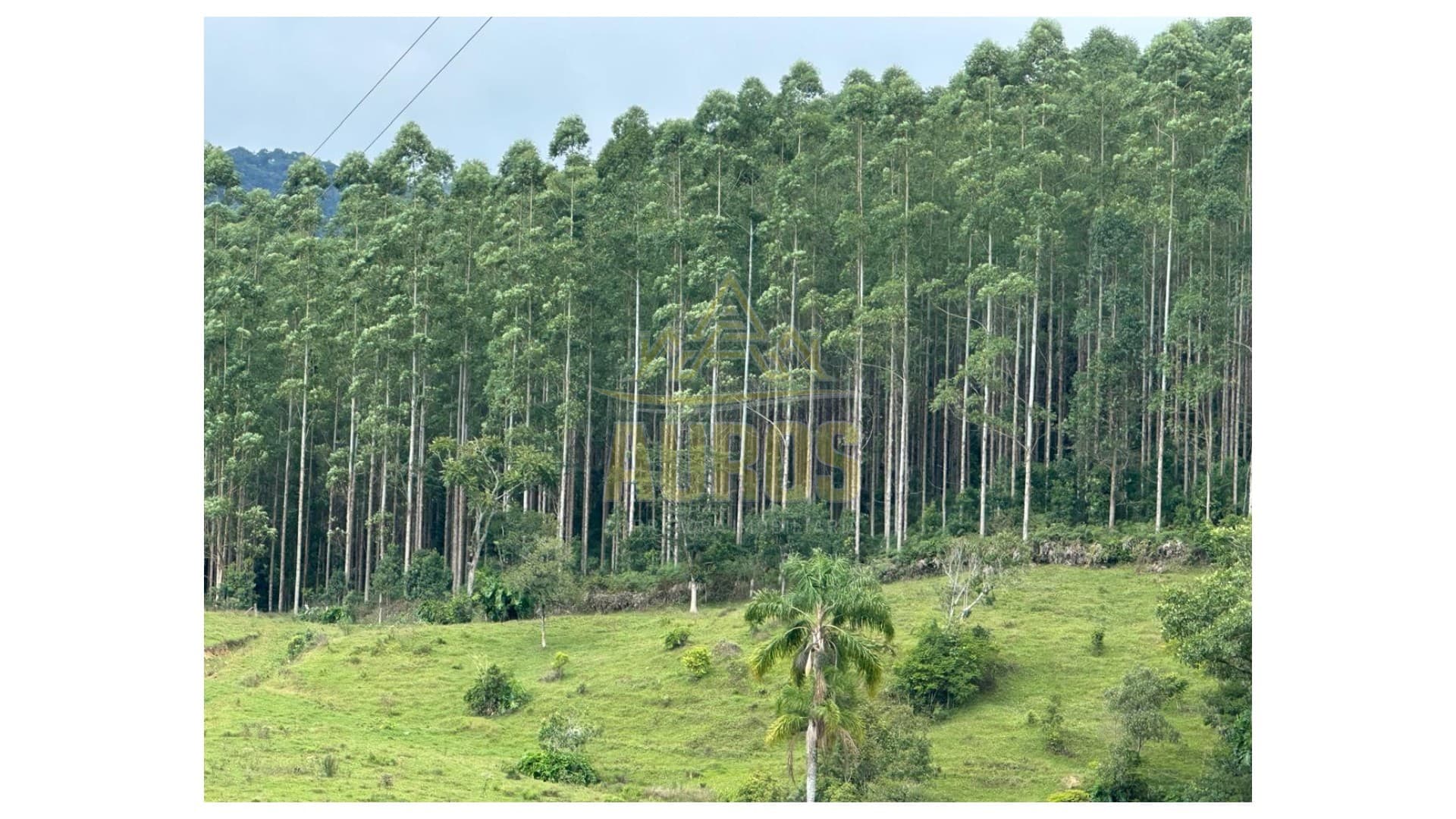 Terreno de 46 hectares no Alto Pombinhas - Foto 1
