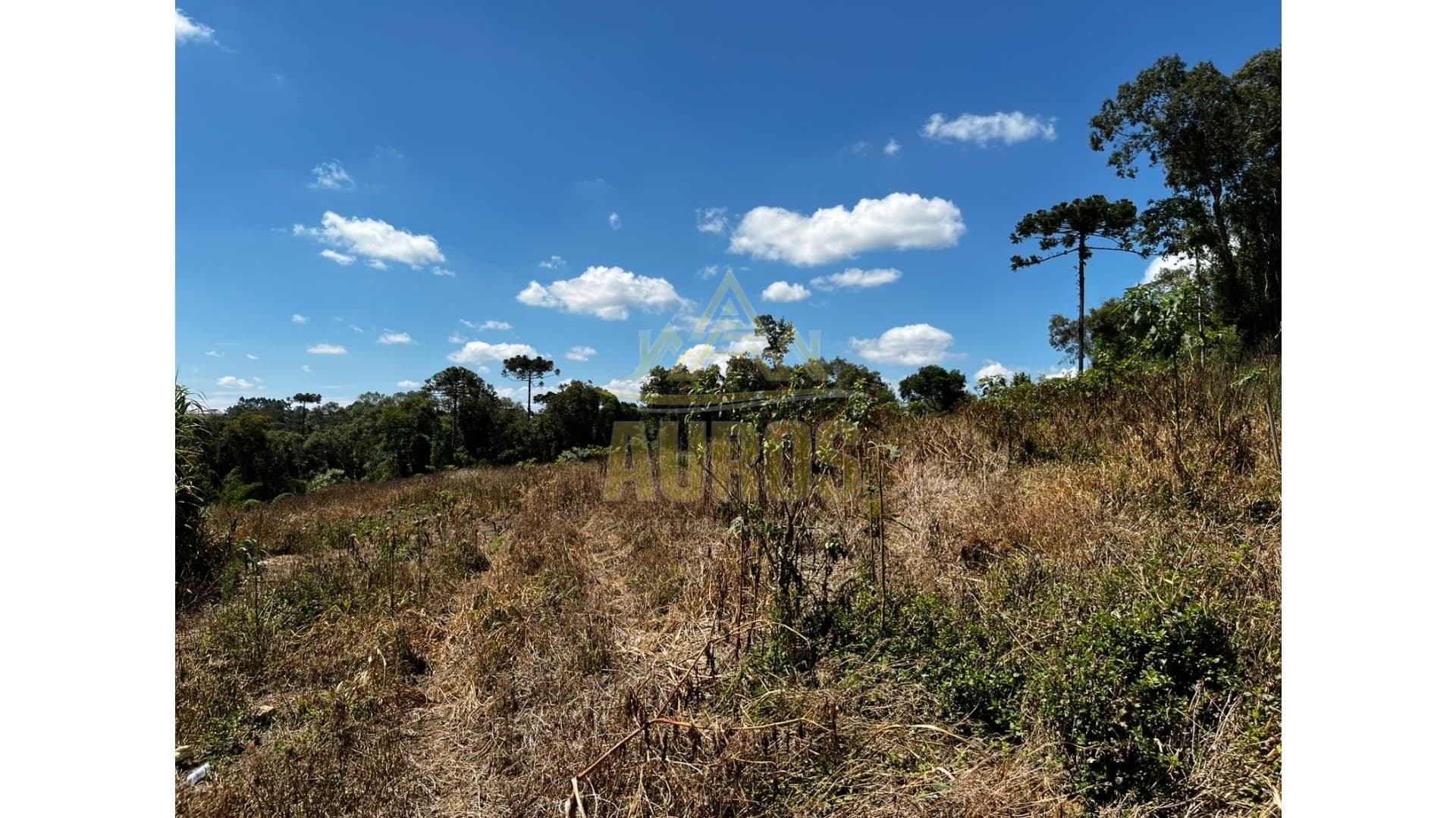 Sítio em Agronômica - Foto 4
